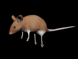 Field Mouse 3d model preview