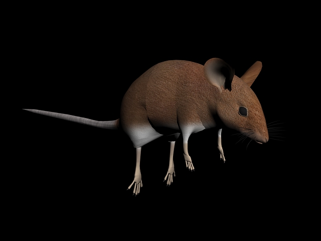 Field Mouse 3d rendering