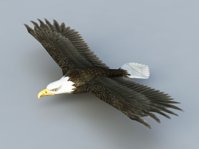 eagle 3d model stl free download