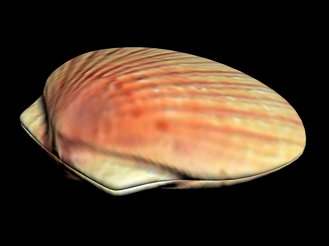 Scallop Shell 3d rendering