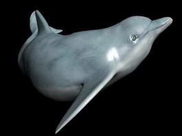 Dolphin Animal 3d model preview