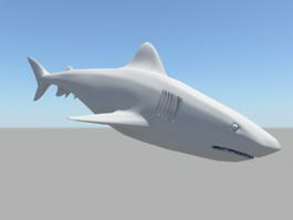 White Shark 3d model preview