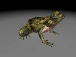 Adult Frog 3d model preview