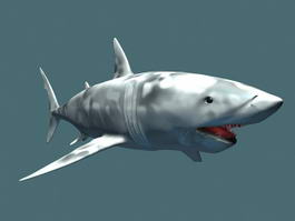 Great White Shark 3d model preview