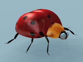 Lady Beetle 3d model preview