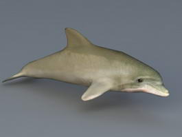 Bottlenose Dolphin 3d model preview