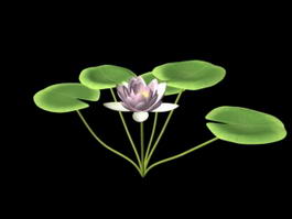 Water Lily Flower 3d model preview