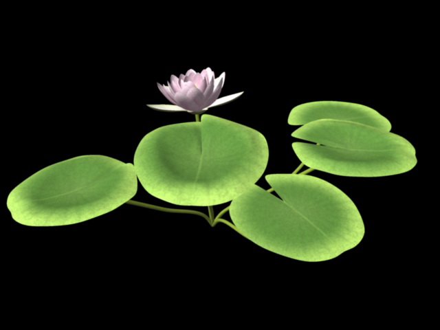 Water Lily Flower 3d rendering