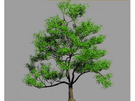 Oak Tree 3d model preview