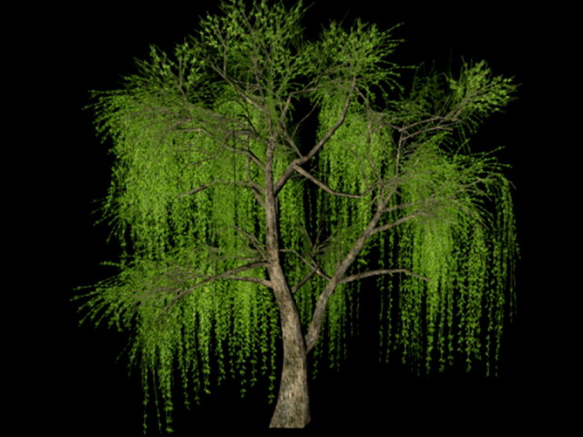 Willow Tree 3d rendering