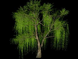 Willow Tree 3d preview