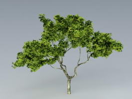 Sycamore Tree 3d model preview