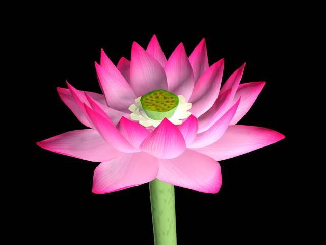 Pink Lotus Flower 3d rendering