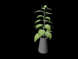 Broad Leaf House Plant 3d model preview