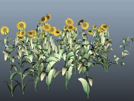 Sunflower Plants 3d preview
