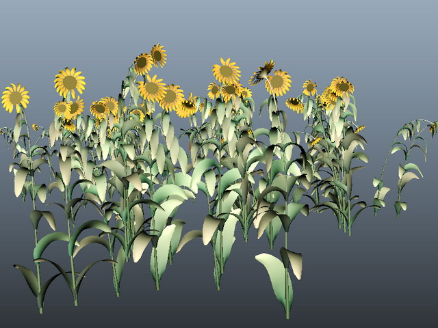 Sunflower Plants 3d rendering