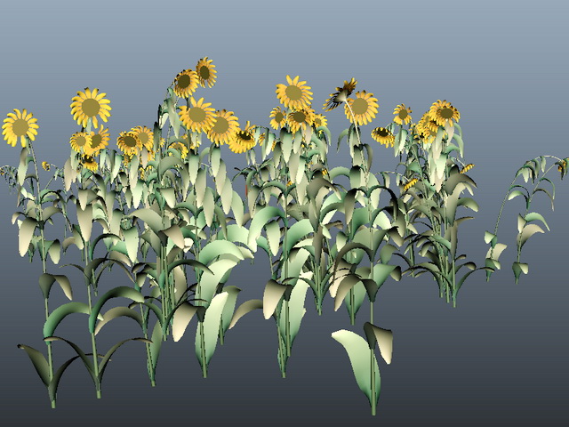 sunflower plants vs c4d free