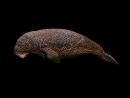 Manatee Sea Cows 3d model preview