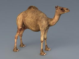Dromedary Camel 3d model preview