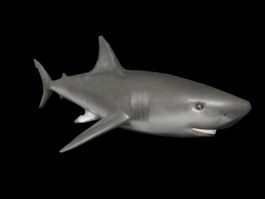 Grey Nurse Shark 3d model preview