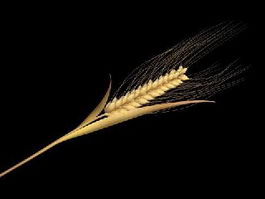 Wheat Spikelet Stem 3d model preview