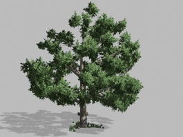 Lush Green Tree 3d preview