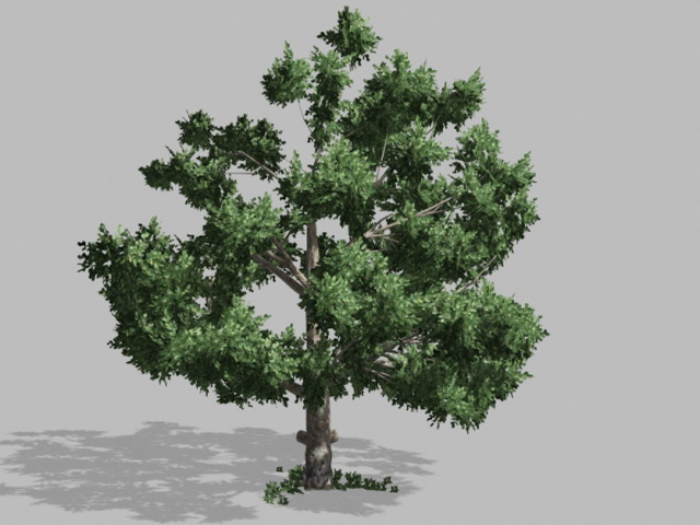 Lush Green Tree 3d rendering