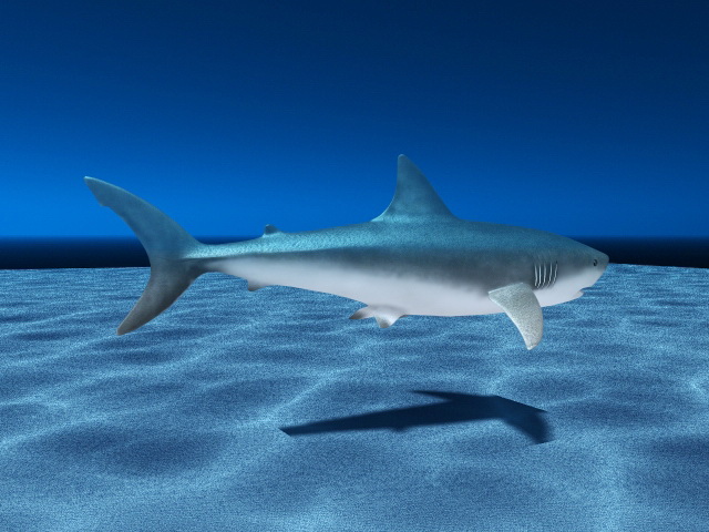 Underwater Shark 3d rendering