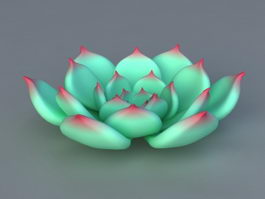 Echeveria Chihuahuaensis 3d model preview