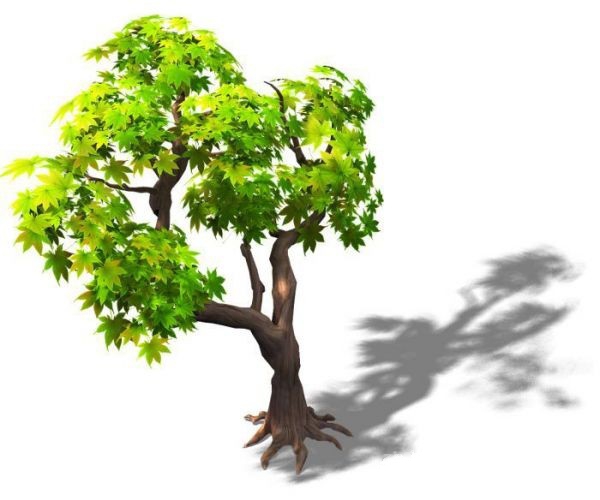 Maple Tree 3d rendering
