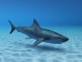 Shark Swimming Ocean 3d preview