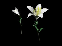 White Lily Flower 3d preview