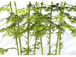 Bamboo Plants 3d model preview
