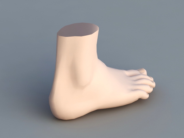 Human Foot 3d rendering