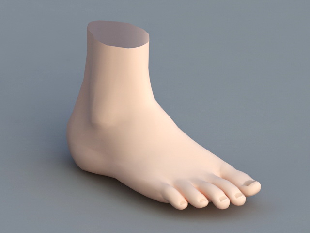 Human Foot 3d rendering