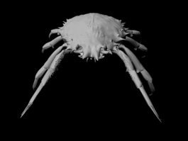 Coconut Crab 3d model preview