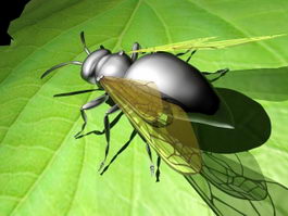 Flying Ant 3d preview