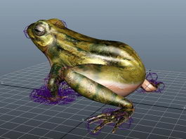 Frog Rigged 3d preview