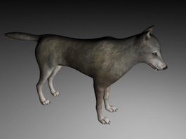 Grey Wolf 3d model preview