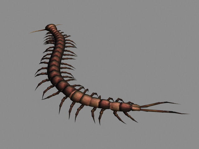 Animated Centipede 3d rendering