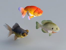Goldfish Aquarium Fish 3d preview