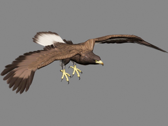 Golden Eagle Animation 3d rendering