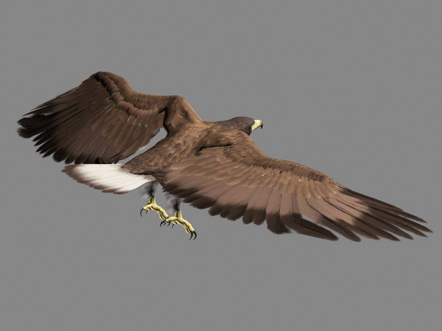 Golden Eagle Animation 3d rendering