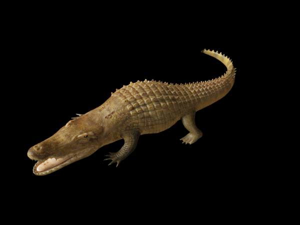 Realistic Crocodile 3d rendering
