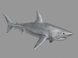 Great White Shark 3d model preview