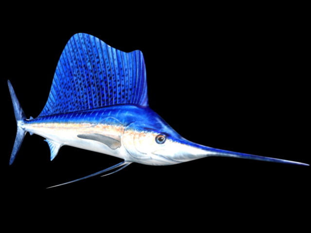 Blue Swordfish 3d rendering