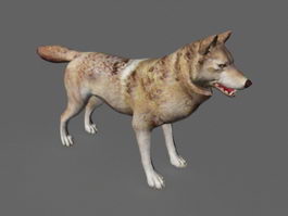 Red Wolf 3d model preview