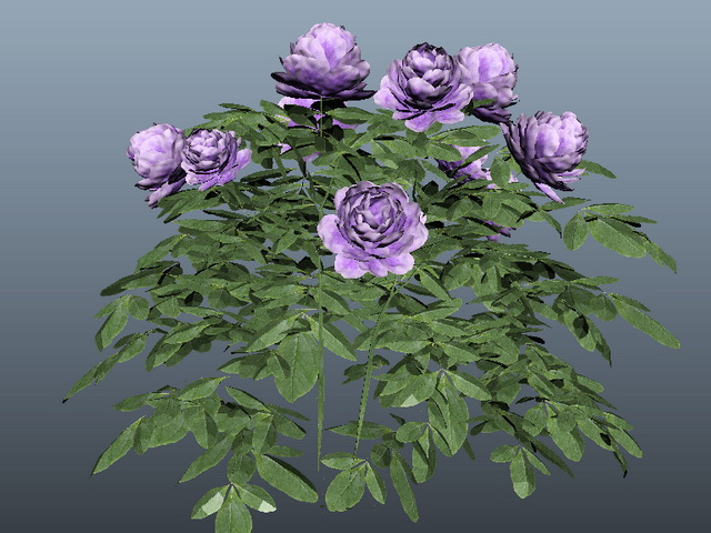 Purple Chinese Rose 3d rendering