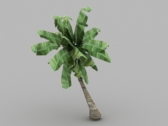 Banana Tree Plant 3d rendering