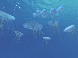 Ocean Wnderwater Jellyfish 3d model preview